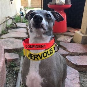 Meet your Posher, Morgan